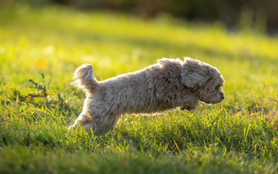 Pet Grief Doesn’t Care Who You Are