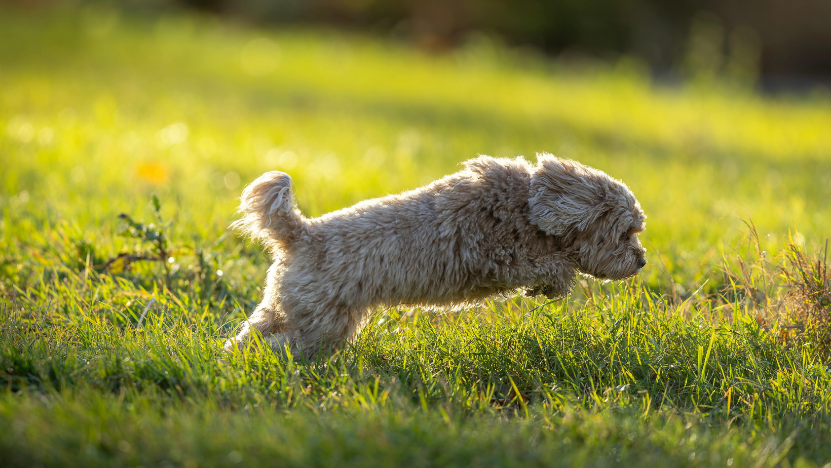 Pet Grief Doesn’t Care Who You Are