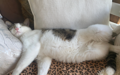 What Can Help Me Heal After Losing My Pet?