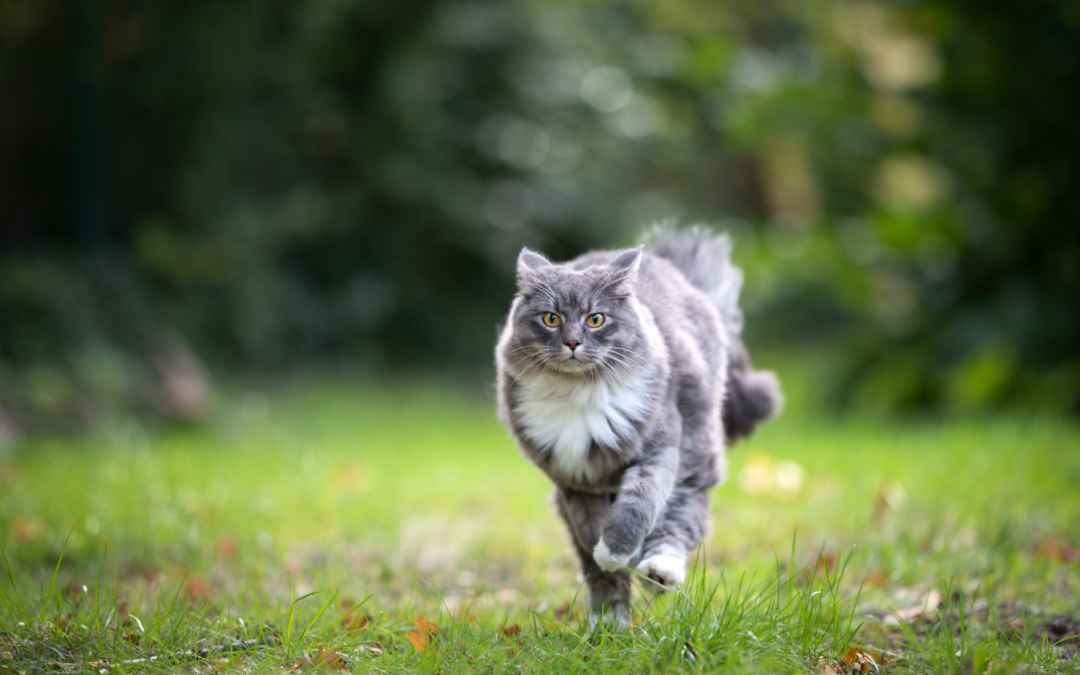 Why Does Losing a Pet Hurt So Much?