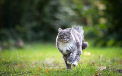 Why Does Losing a Pet Hurt So Much?