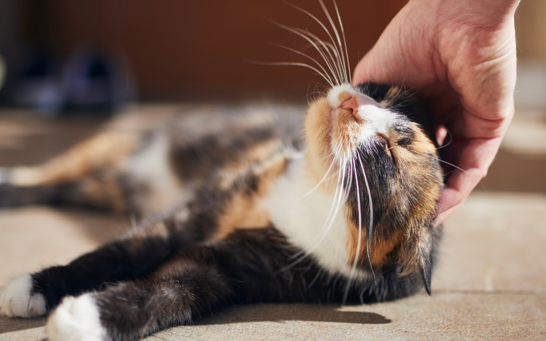 How to Cope With Losing a Pet: 7 Things That Will Help