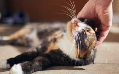 How to Cope With Losing a Pet: 7 Things That Will Help