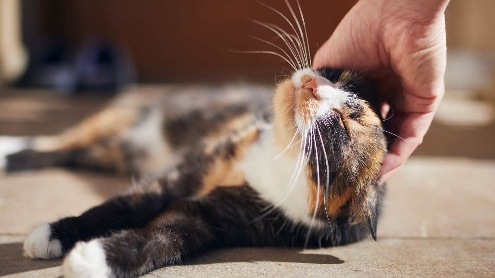 How to Cope With Losing a Pet 7 Things That Will Help