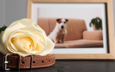 Why Does Pet Grief Suddenly Come Back? It’s Normal.