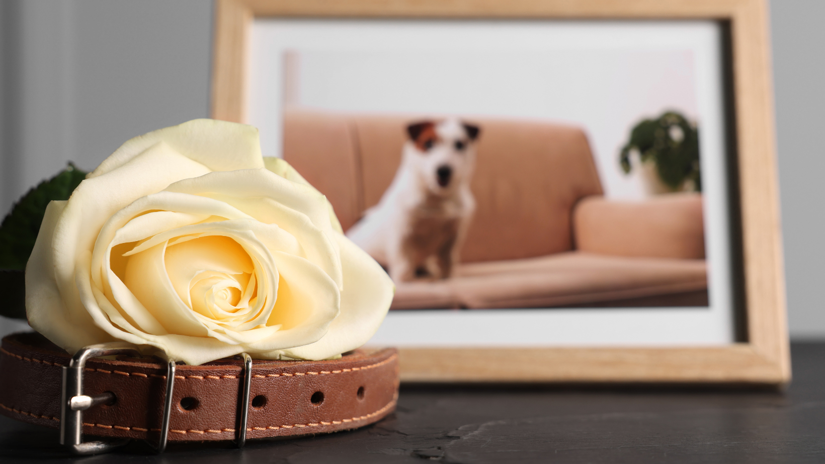 Why Does Pet Grief Suddenly Come Back It’s Normal. (1)